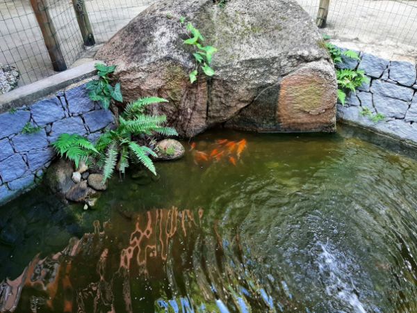 Tanque de carpas e jardim do Recanto